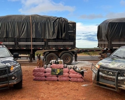 Pol�cia apreende mais de 400 kg de skank escondidos em carreta
