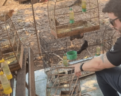 Polcia apura 25 denncias de maus-tratos a animais em Mato Grosso; idoso detido