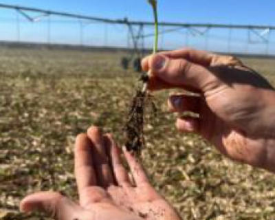 Produtores driblam dificuldades e investem no cultivo do feij�o em Mato Grosso