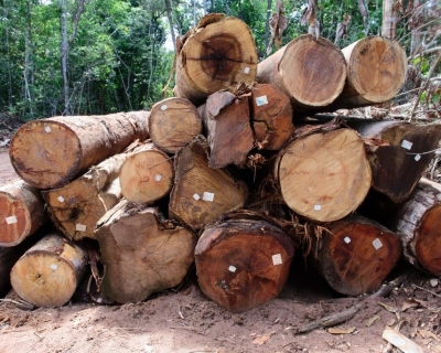 Exploração de madeira em Mato Grosso está proibida até 1º de abril