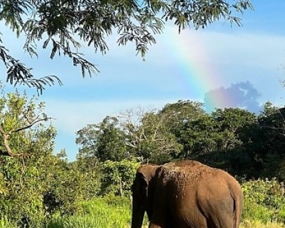 Santuário de Elefantes em Chapada retoma autorização para acolher novos animais após análise da Sema