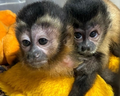 Sema reintegra filhote órfão de macaco-prego à vida livre em área de soltura