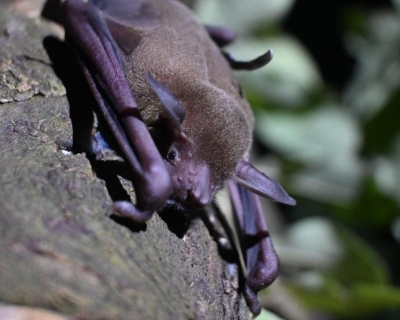 Pesquisa identifica vírus, fungos e bactérias em morcegos na região de transição Cerrado-Amazônia em MT