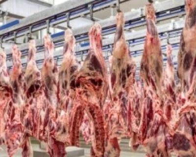 MPF abre investigação contra frigorífico de MT por suspeita de compra de gado de áreas irregulares