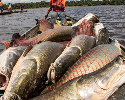 Pesca sem limite de pirarucu é liberada em Mato Grosso após alerta ambiental
