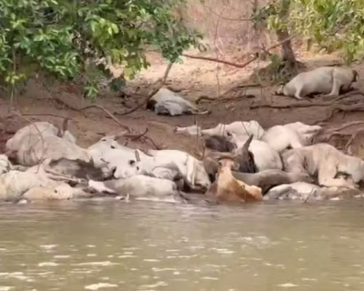 Gado fica ilhado e morre no Rio Taquari devido � seca no Pantanal
