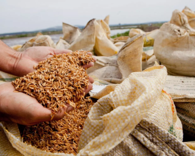 Governo federal libera R$ 70 milhões para apoiar produtores e escoar safra de arroz