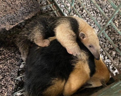 Resgatados pela Sema, mãe e filhote de tamanduá-mirim retornam à natureza