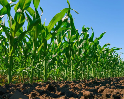 Safrinha 2026 avança em Mato Grosso com mais de 7 milhões de hectares e entra em fase decisiva para a produtividade