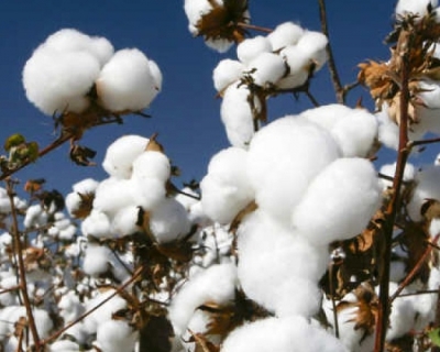 Algodão em pluma registra forte alta em março e atinge maior valorização desde 2022