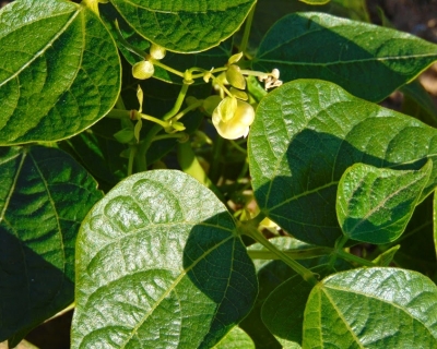 Inoculante biológico aumenta produtividade do feijão e reduz dependência de fertilizantes no Cerrado