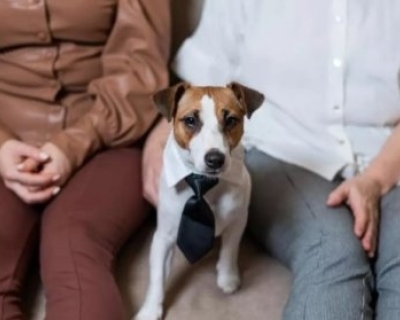 Senado aprova guarda compartilhada de pets em caso de separação