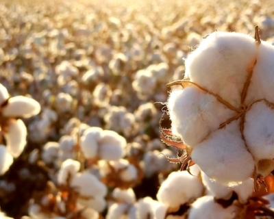 Avanço do período seco preocupa produtores de algodão no Sul de Mato Grosso