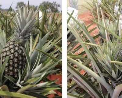 Pesquisadores desenvolvem cultivares de abacaxis com foco em resistência às doenças, melhor manejo e produtividade em MT