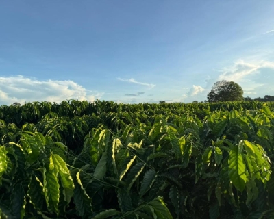 Seaf fortalece Rota do Café, impulsiona nova fronteira produtiva e reposiciona Mato Grosso no cenário nacional da cafeicultura