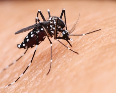 Estudo aponta que dengue pode elevar em até 30 vezes risco de síndrome neurológica rara