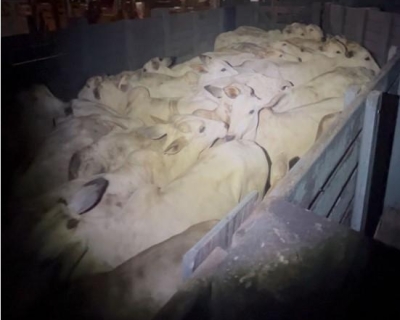 Polícia Militar frustra furto de gado em zona rural de Barra do Garças e prende suspeitos em flagrante