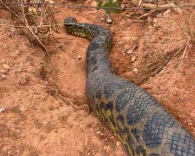 Animais sofrem com a pior seca em 44 anos no Mato Grosso e enfrentam a �fome cinzenta�