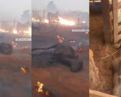 Inc�ndio de grandes propor��es devasta C�ceres e causa destrui��o ambiental