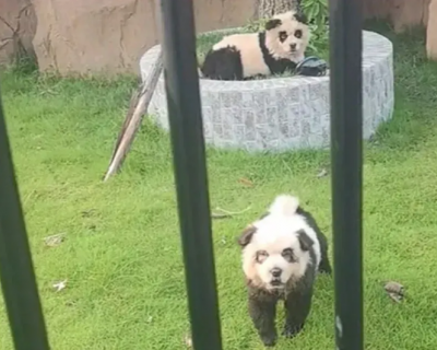 Cachorros panda: zoolgico chins atrai visitantes com filhotes pintados