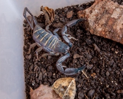 SES alerta para import�ncia da preven��o a acidentes com escorpi�es durante per�odo chuvoso