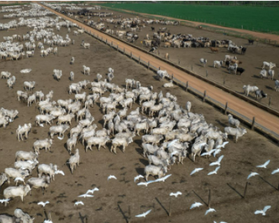 Prefeitos criadores de gado est�o entre os que recusaram ades�o a programa de preserva��o da Amaz�nia