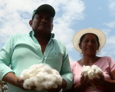 Brasil investe em algod�o com identidade latino-americana