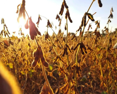 Plantio de soja da safra 2024/25 atinge 4,5% no Brasil, diz AgRural