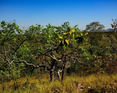MT registra queda de 18% na taxa de desmatamento no Cerrado