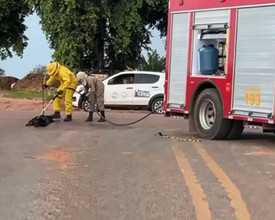 Beb, crianas e cachorro so atacados por abelhas durante limpeza de rea em Sorriso (MT)