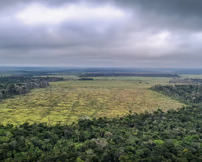 Degrada��o de florestas na Amaz�nia bate recorde mensal em setembro