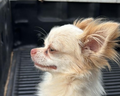 Cachorro furtado h um ano  recuperado em Rondonpolis pela Polcia Civil