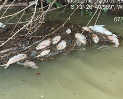 Equipe de fiscaliza��o investiga mortes de peixes no rio Teles Pires em MT