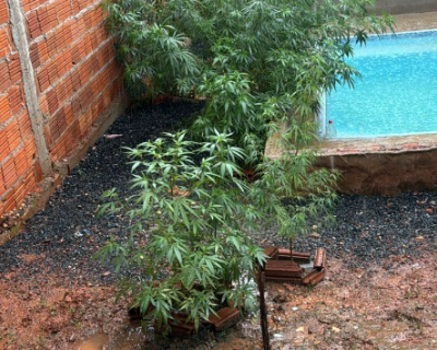 Homem est preso em flagrante por trfico e cultivo de maconha em Cuiab