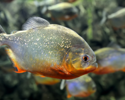 Pesquisa revela alta contamina��o por micropl�sticos em peixes da Amaz�nia