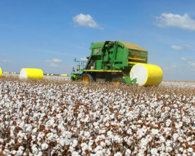 Mato Grosso bate recorde na produo de algodo na safra 23/24