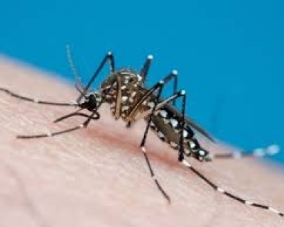 Alerta de Sa�de: Dengue e Chikungunya Avan�am em Mato Grosso
