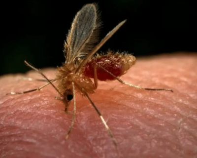 Sa�de investiga morte de duas crian�as com suspeita de leishmaniose visceral