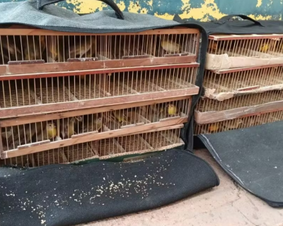 PRF intercepta �nibus e resgata mais de 100 Can�rios-da-Terra