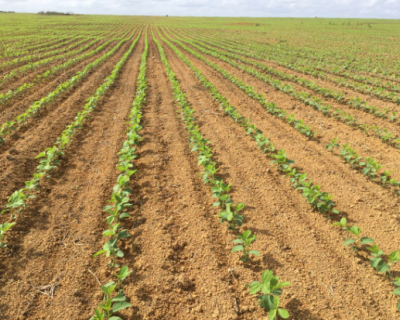 Mato Grosso Conclui 100% do Plantio de Soja para Safra 2024/25, Indica Imea