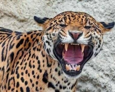 Homem  encontrado morto aps suposto ataque de ona em fazenda de Mato Grosso