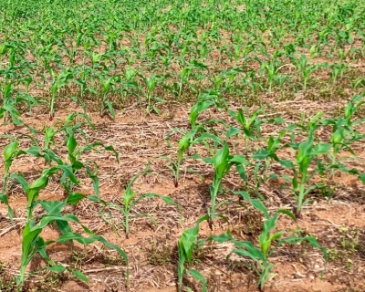 Concluso do plantio de milho em Mato Grosso indica fase crtica das lavouras