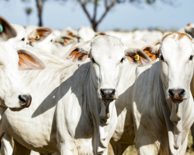 Mato Grosso bate recorde e ultrapassa 10 milhes de abates de gado em um trimestre