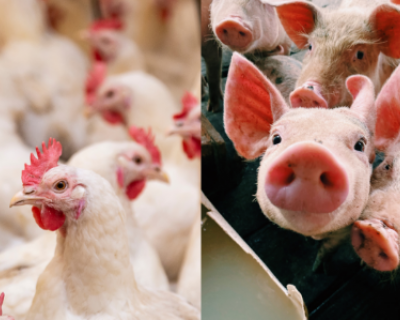 Brasil projeta recordes na produ��o e exporta��o de carnes su�na e de frango para 2024 e 2025