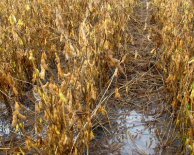 Chuvas e atrasos marcam incio da safra de soja no leste de Mato Grosso
