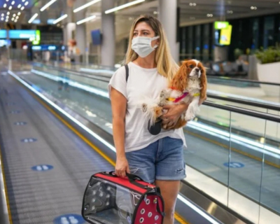 Entidades do setor areo lanam guia de transporte seguro para os pets; conhea