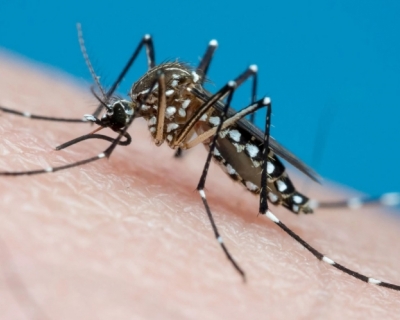 Brasil Ultrapassa a Marca de 4 Milh�es de Casos de Dengue em 2024