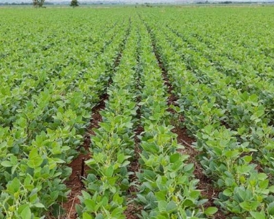 Prazo para plantio de soja em Mato Grosso termina em 7 de janeiro, alerta Indea