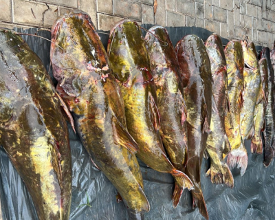 PM prende irmos com mais de 200 kg de pescado irregular em Vrzea Grande