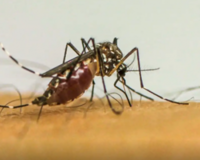 SES alerta populao sobre a importncia da preveno e combate ao mosquito Aedes aegypti durante o perodo de chuvas em Mato Grosso